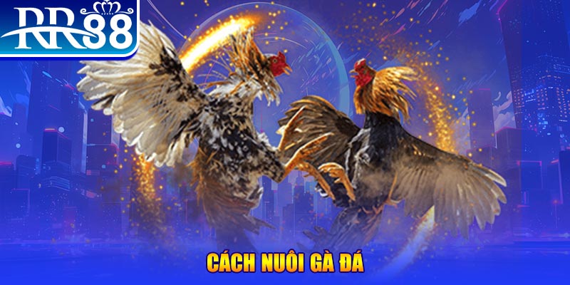 tha bet Ws168 Đá Gà