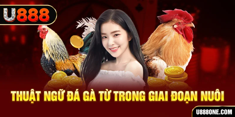 tha bet xổ số miền bắc 90 ngày