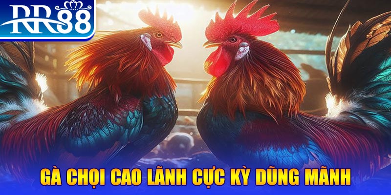 tha bet HB Điện Tử