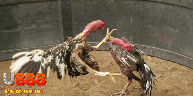tha bet đăng nhập liêng hôm nay